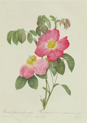 Rosa Tomentosa